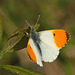 Orange Tip (Anthocharis cardamines) butterfly