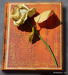 There are books and there are roses
