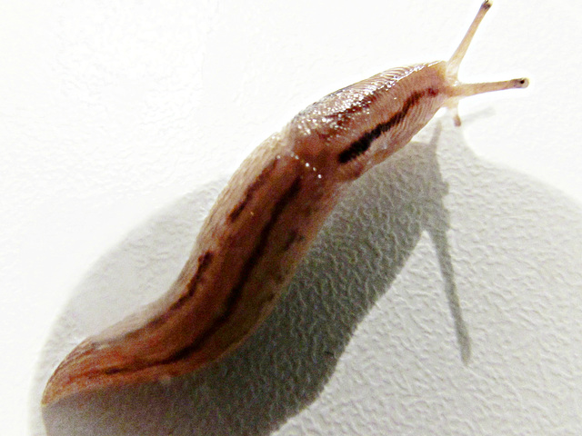 Slug on wall