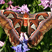 Giant Atlas moth (Attacus atlas)