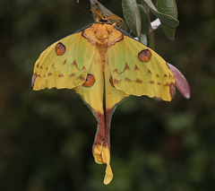 Madagascan moon moth (Argema mittrei)