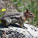 Golden-mantled Ground Squirrel / Callospermophilus lateralis
