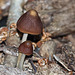 Mushrooms doing what mushrooms do