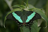 Emerald Swallowtail (Papilio palinurus) butterfly
