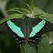 Emerald Swallowtail (Papilio palinurus) butterfly