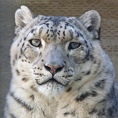 Endangered Snow Leopard / Uncia uncia or Panthera uncia