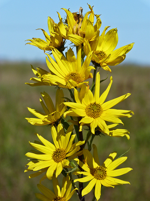 Maximilian Sunflower / Helianthus maximilianii