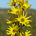 Maximilian Sunflower / Helianthus maximilianii