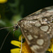 Phlyctaenia coronata moth