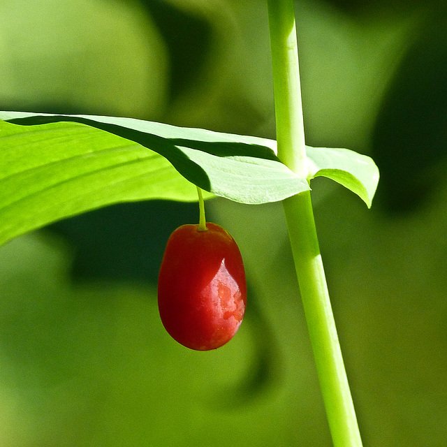 Clasping-leaved Twisted-stalk berry / Streptopus amplexifolius