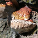 Red-belted Polypore and guttation