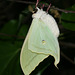 Chinese moon moth (Actias selene ningboana)