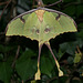 African Moon moth (Argema mimosae)