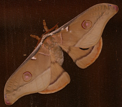 Emperor Gum moth (Opodiphthera eucalypti)