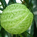 Balloon Cottonbush / Gomphocarpus physocarpus