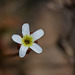 Pygmy-flower / Androsace septentrionalis