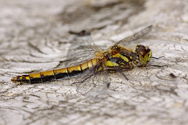 Female Black Darter Dragonfly.