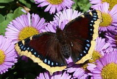 Camberwell Beauty (Nymphalis antiopa) butterfly