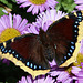 Camberwell Beauty (Nymphalis antiopa) butterfly
