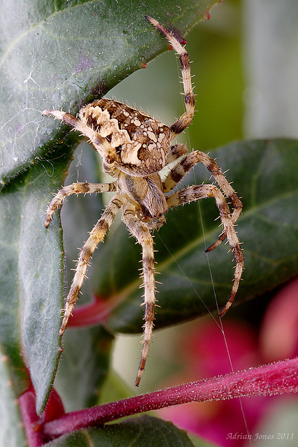 Garden Spider.