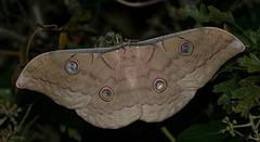 Antheraea frithi silkmoth, female