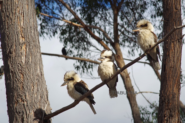 Kookaburra trio
