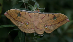 Antheraea frithi silkmoth, female