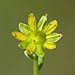 Yellow Mountain Saxifrage / Saxifraga aizoides