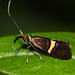Micro moth Adela croesella