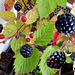 Brombeeren (Rubus sectio Rubus). Früchte des Spätsommers. ©UdoSm