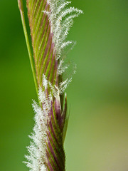 Alkali Cordgrass / Spartina gracilis