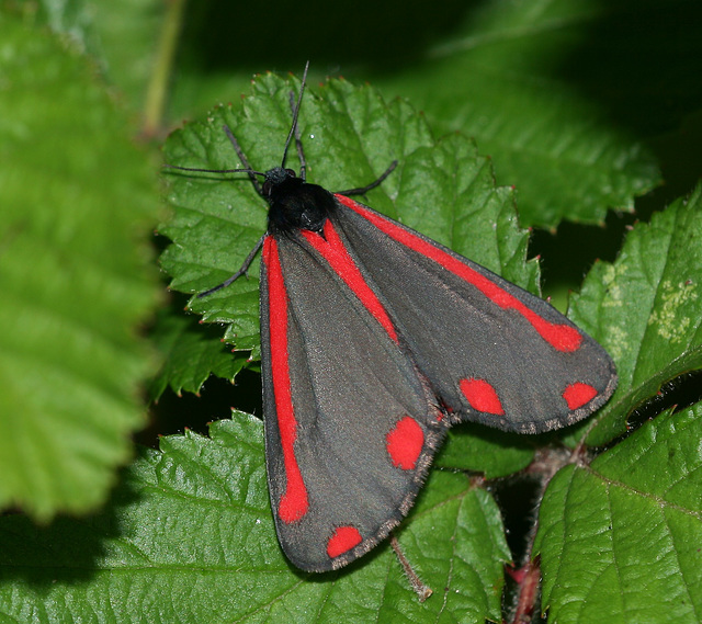 Cinnabar (Tyria jacobaeae) moth
