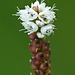 Alpine Bistort / Polygonum viviparum