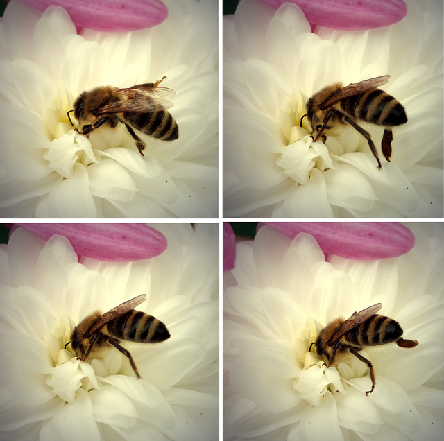 Biene: Caos-Blüte! Da hilft kein Drücken, Schieben und Kraft-einsetzten, man kommt nicht ran an den Nektar... ©UdoSm