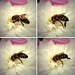 Biene: Caos-Blüte! Da hilft kein Drücken, Schieben und Kraft-einsetzten, man kommt nicht ran an den Nektar... ©UdoSm