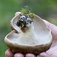 Underside of Shingled/Scaly Hedgehog fungus