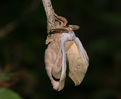 Chinese oak silkmoth (Antheraea pernyi)