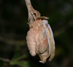 Chinese oak silkmoth (Antheraea pernyi)
