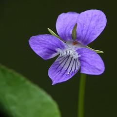 Early Blue Violet / Viola adunca