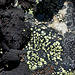 Lichens on Plateau Mountain