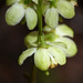 Greenish-flowered Wintergreen / Pyrola chlorantha