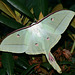 Indian moon moth (Actias selene)
