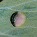 Indian moon moth (Actias selene) wing detail