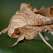 Angle Shades moth (Phlogophora meticulosa)