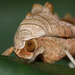 Angle Shades moth (Phlogophora meticulosa)