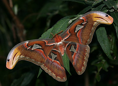 Giant Atlas moth (Attacus atlas)