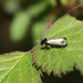 Longhorn moth (Adela reaumurella)