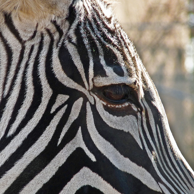 Patterns in black and white