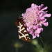 Garden Tiger (Arctia caja) moth