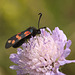 Six-spot burnet moth (Zygaena filipendulae)
